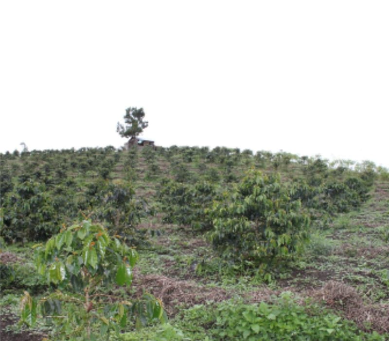 Pelaksana Penyiapan Lahan